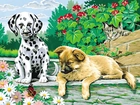 Dwa, Psy, Dalmatyńczyk, Kot, Kwiaty