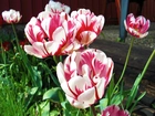 Biało, Różowe, Tulipany