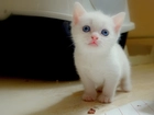Koteczek, Biały, Niebieskie, Oczka