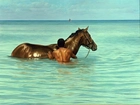 Koń, Mężczyzna, Morze
