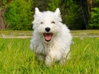 Pies, West Highland White Terrier