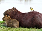 Kapibara, Mały, Ptaszek, Jezioro