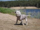 Pies, West Highland White Terrier, Kąpiel