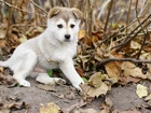 Szczeniak, Alaskan Malamute