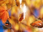 Liście, Klonu, Motyle, Jesień