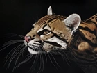 Ocelot, Wąsy, Głowa