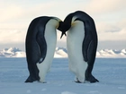 Para, Pingwinów, Pocałunek, Śnieg