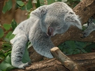 Śpiący, Miś, Koala