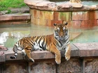 Tygrys, Bengalski, Basen, ZOO