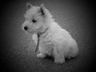 Pies, West Highland White Terrier