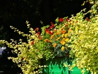 Kwiaty, Aksamitki, Pelargonie