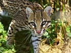 Ocelot, Zieleń