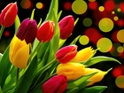 Kolorowe, Tulipany, Kółka