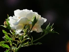 Biała, Róża, Liście