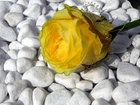 Kamienie, Żółta, Róża