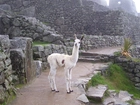 Lama, Mury