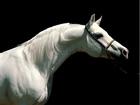 Koń, biały, uzda, portret