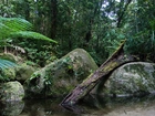 Park Narodowy, Daintree, Australia, Drzewa, Kamienie