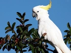 Biała, Papuga, Kakadu, Drzewo