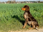 Spaniel pikardyjski, Trawy