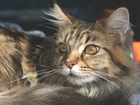 Leżący, Szary, Kotek, Maine coon