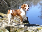 Spaniel, Skała, Woda