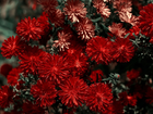 Kwiaty, Chryzantema, Czerwona