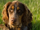 Spaniel Pikardyjski, Smutna, Mordka, Zieleń