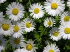 Kwiaty, Białe, Stokrotki