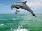 Dwa, Delfiny, Morze