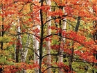 Las, Jesień, Drzewa, Liście, Kolorowe