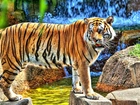 Tygrys, Wodospad, Skały