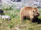 Niedźwiedź, Brunatny, Łąka