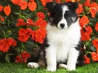 Piesek, Border Collie, Czerwone, Kwiatki