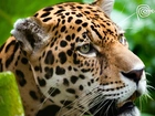 Jaguar, Dziki, Kot, Zieleń