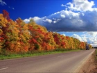 Droga, Drzewa, Chmury, Jesień