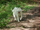 Piesek, Samojed, Ziemia, Zieleń