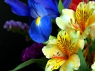 Kwiaty, Irysy, Niebieskie, Żółte