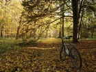 Park, Drzewa, Jesień, Rower