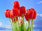 Czerwone, Tulipany, Niebo