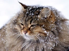 Kot, Płatki, Śniegu, Zima