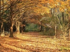 Las, Drzewa, Liście, Jesień