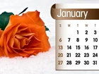 Kalendarz, Róża, Styczeń, 2013r
