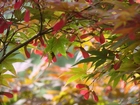 Gałązki, Drzewa, Jesień