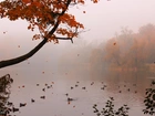 Mgła, Jezioro, Kaczki, Drzewo, Spadające, Liście
