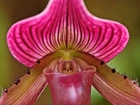 Ladyslipper, Orchid, Odmiana, Storczyka, Kwiat