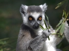 Lemur, Liśtki