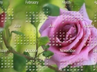 Grafika, Róże, Kalendarz, 2013