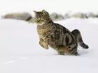 Kotek, Na, Śniegu
