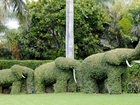 Słonie, Ogród, Drzewa